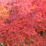 Japanese Maple Fall Leaves